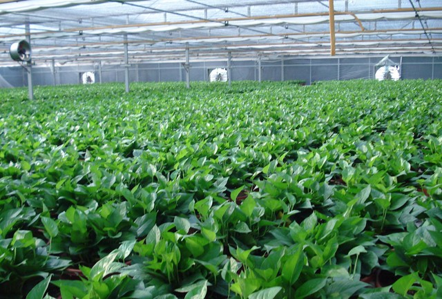 某花卉示范基地
